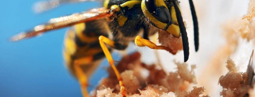 bee
